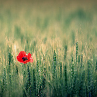 Buy canvas prints of One red poppy by Paul Simpson