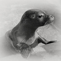 Buy canvas prints of seal collabration 1 of 2 by Emma Ward