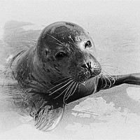Buy canvas prints of Seal Pup Collaboration by Emma Ward