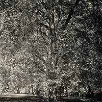 Buy canvas prints of huge tree 2 by Emma Ward