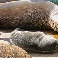 Buy canvas prints of mum and pup seal by Emma Ward