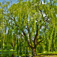 Buy canvas prints of weeping willow tree 1 by Emma Ward
