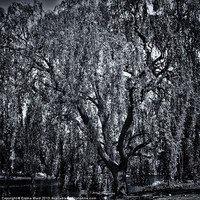Buy canvas prints of weeping willow tree 2 by Emma Ward