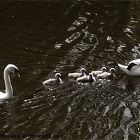 Buy canvas prints of 7 swans swimming by Emma Ward