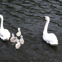 Buy canvas prints of 7 swans swimming 2 by Emma Ward