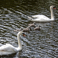 Buy canvas prints of 7 swans swimming 3 by Emma Ward