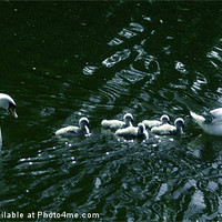 Buy canvas prints of 7 swans swimming 4 by Emma Ward
