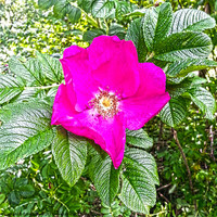 Buy canvas prints of rosa rugosa scabrosa by Emma Ward