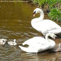 Buy canvas prints of The Swan Family by Emma Ward