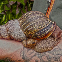 Buy canvas prints of giant african snail by Emma Ward