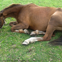 Buy canvas prints of resting horse 1 by Emma Ward