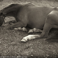 Buy canvas prints of resting horse 2 by Emma Ward