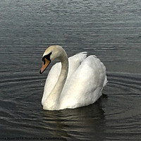 Buy canvas prints of swan lake by Emma Ward