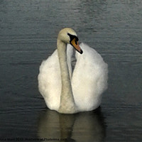 Buy canvas prints of swan lake 3 by Emma Ward