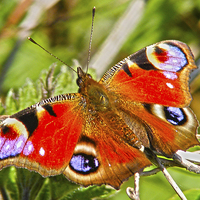 Buy canvas prints of Peacock Butterfly by Emma Ward