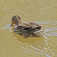 Buy canvas prints of Dipping Duckling by Emma Ward