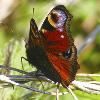 Buy canvas prints of Peacock Butterfly 2 by Emma Ward