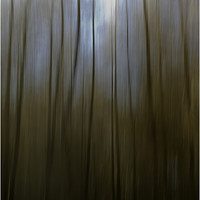 Buy canvas prints of Woodland Blur by Nigel Jones