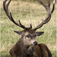 Buy canvas prints of 12 Point Stag by Nigel Jones