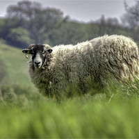 Buy canvas prints of A Sheep on the Yorkshire Moors by Nigel Jones
