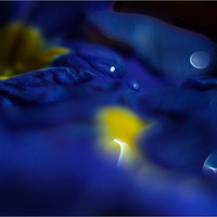 Buy canvas prints of Blue Primula Bokeh by Nigel Jones
