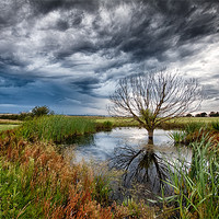 Buy canvas prints of Waterlogged Tree Under A Storm Cloud by Nigel Jones