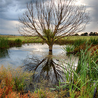 Buy canvas prints of Waterlogged Tree by Nigel Jones