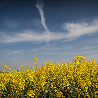 Buy canvas prints of Field of Yellow Under a Blue Sky by Nigel Jones