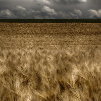 Buy canvas prints of Field of the Cloth of Gold by Nigel Jones
