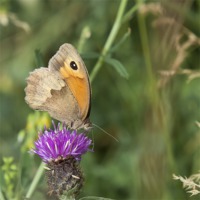 Buy canvas prints of Meadow Brown Butterfly by Nigel Jones