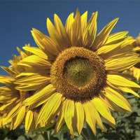 Buy canvas prints of Sunflowers Under A Clear Blue Sky by Nigel Jones