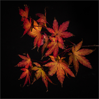 Buy canvas prints of Autumn Fire by Nigel Jones