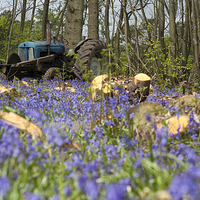 Buy canvas prints of Bluebell the Tractor by Nigel Jones