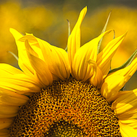 Buy canvas prints of Sunflower Rising by Nigel Jones