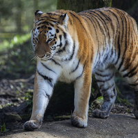 Buy canvas prints of  Bengal Tiger by Nigel Jones