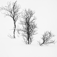 Buy canvas prints of  White Out Trees by Nigel Jones