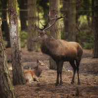 Buy canvas prints of  Stag and Hind In The Woods by Nigel Jones