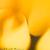 Buy canvas prints of Soft Gorse flowers by Nigel Atkinson