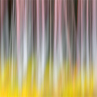 Buy canvas prints of Birch Forest by Nigel Atkinson