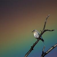 Buy canvas prints of Bluebird Rainbow by Nigel Atkinson