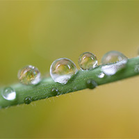 Buy canvas prints of Water Droplets by Nigel Atkinson
