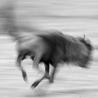 Buy canvas prints of Running Wildebeest by Nigel Atkinson