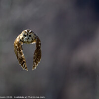 Buy canvas prints of Tanwy owl (Strix aluco) in flight 2 by Nigel Atkinson