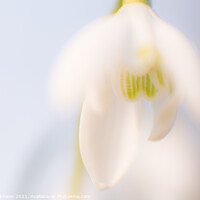 Buy canvas prints of Soft Snowdrops by Nigel Atkinson