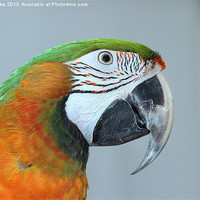 Buy canvas prints of Harlequin macaw by Mark Cake