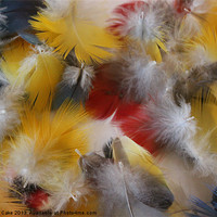 Buy canvas prints of Soft feathers by Mark Cake