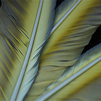 Buy canvas prints of Three feathers by Mark Cake