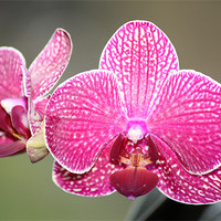 Buy canvas prints of Pink orchid by Mark Cake