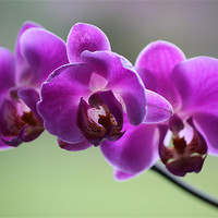 Buy canvas prints of Deep pink orchid by Mark Cake