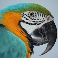Buy canvas prints of Blue & Gold macaw by Mark Cake